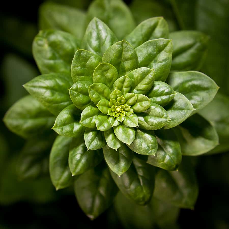 Crinkle leaf spinach