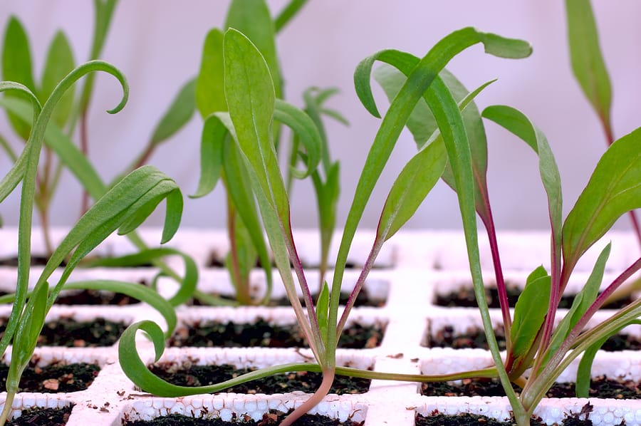 Spinach seedlings