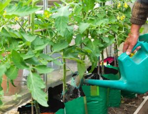 Feed growing tomatoes