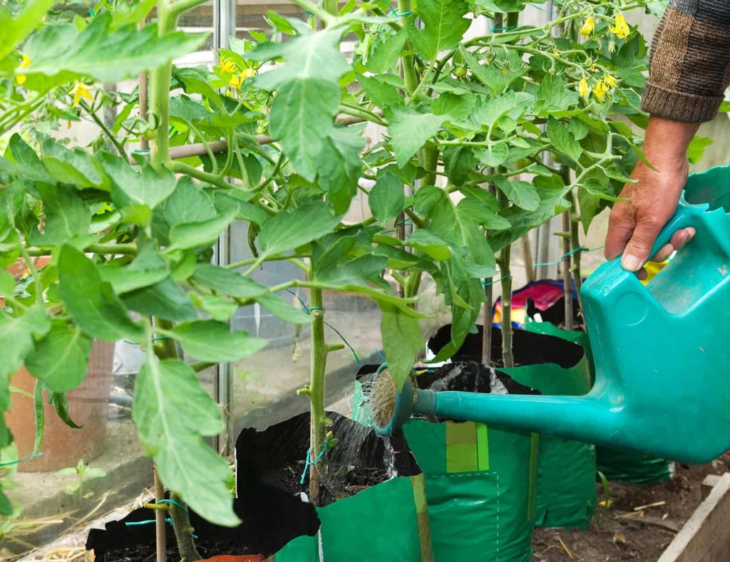 Watering tomatoes