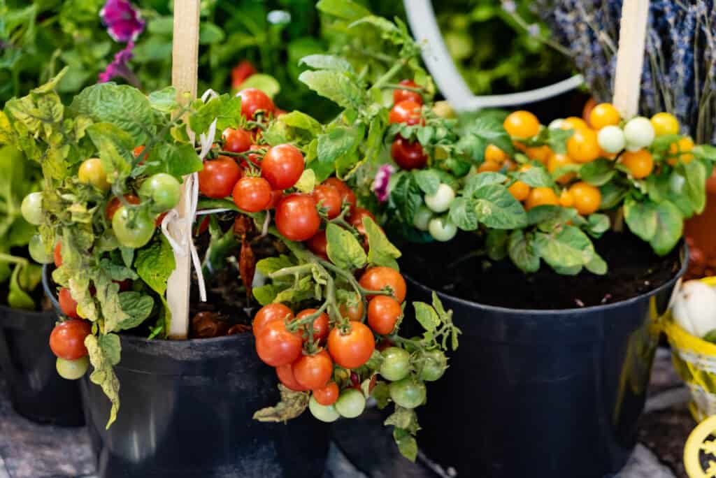 Cherry tomato plant in containers