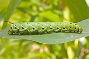 Tomato hornworm is a common tomato pest.