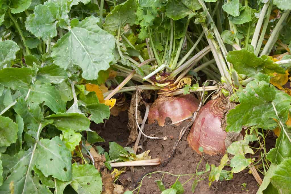 Turnip plants with red roots