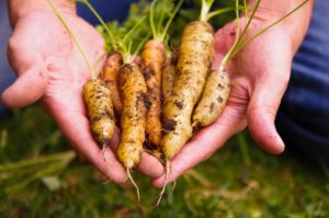Baby carrots at harvest