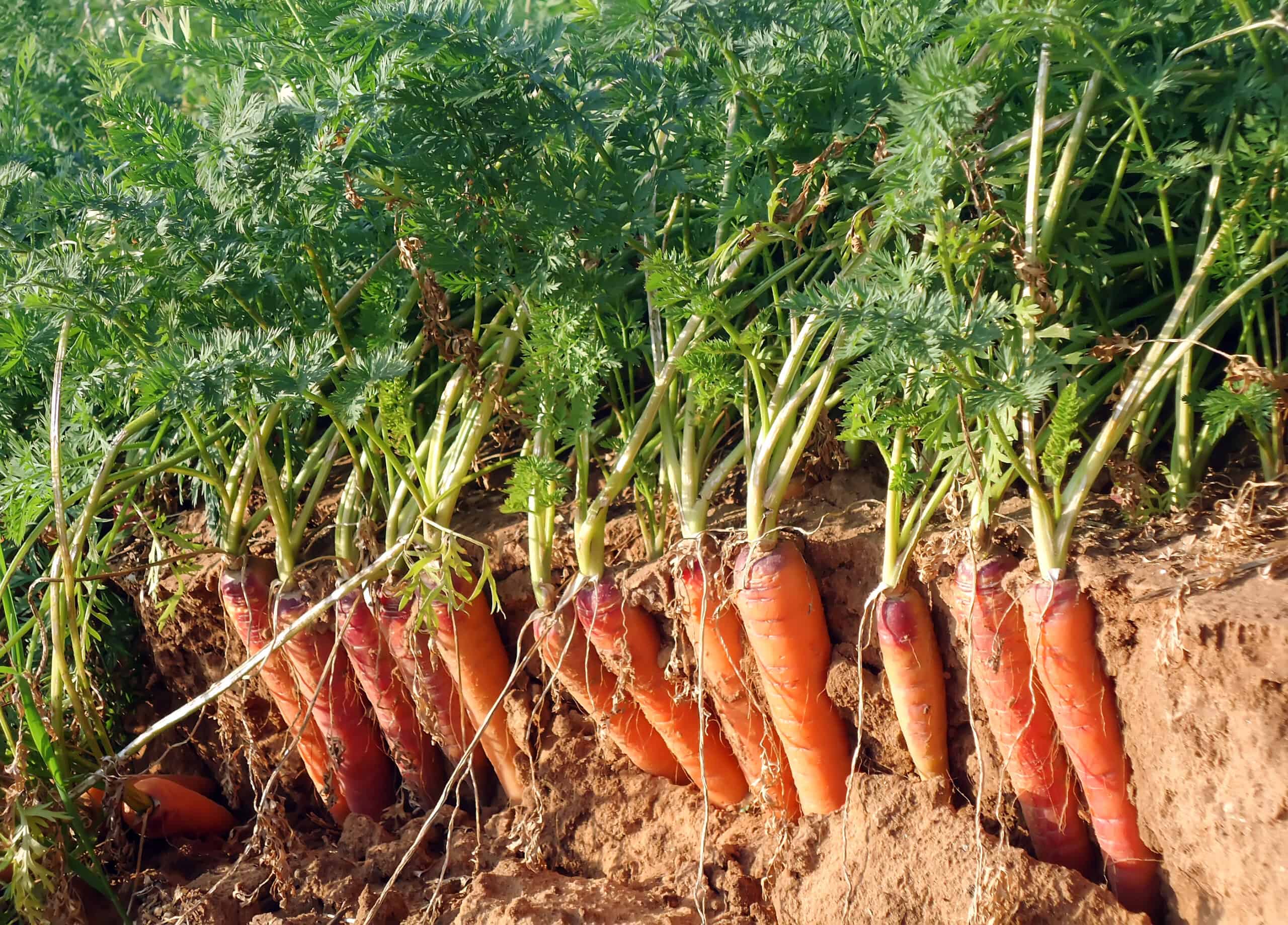 Carrots ready for harvest