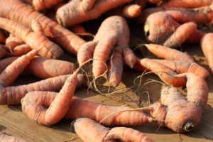 Grow carrots in loose soil