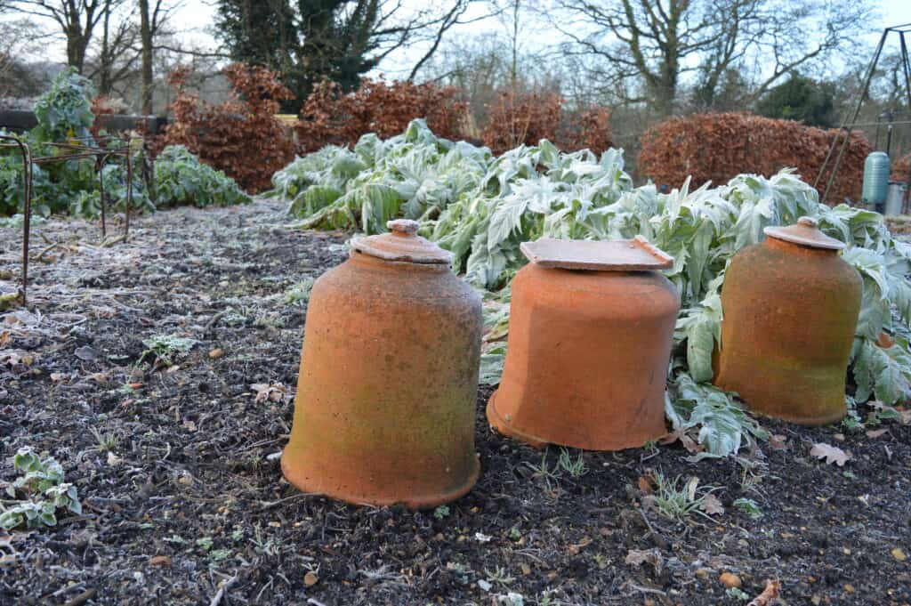 Rhubarb forcing pots