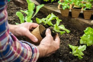 Lettuce seedlings transplanted to the garden
