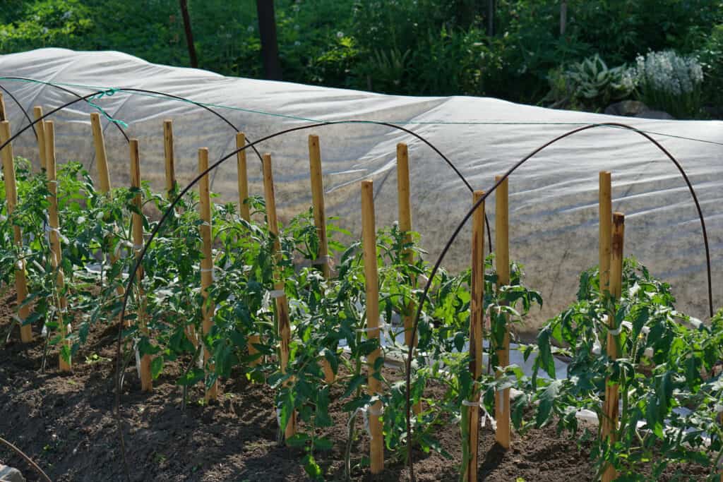 Protect tomatoes from cold