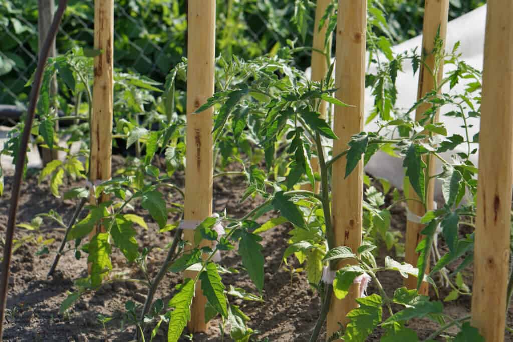 Staking tomatoes