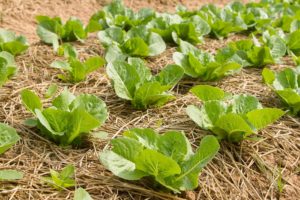 Lettuce growing in rows