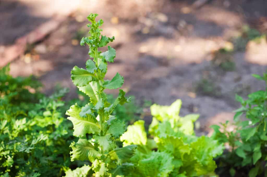 Lettuce flower stalk