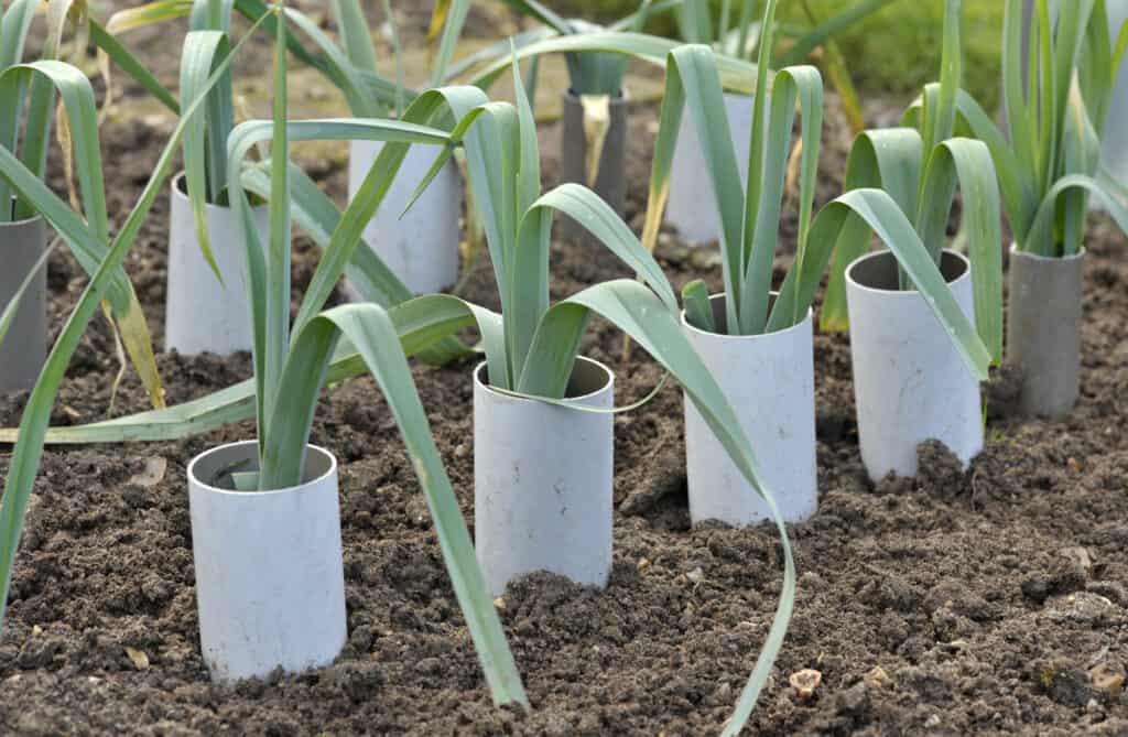 Blanching leeks