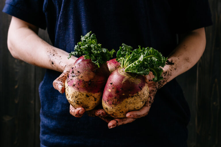rutabaga harvest