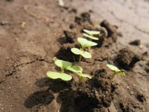 Turnip Seedling