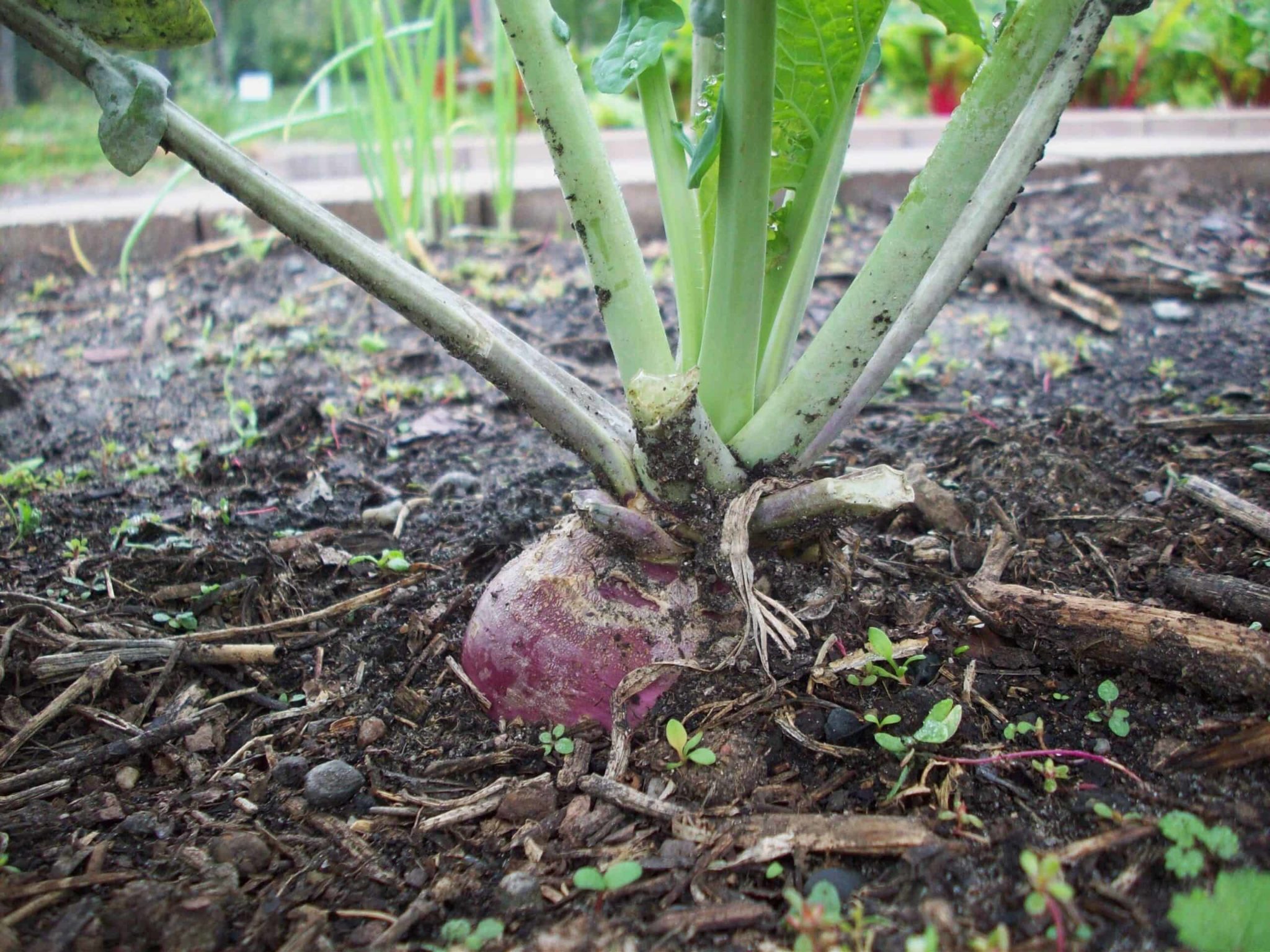 How to Plant and Grow Rutabaga Harvest to Table
