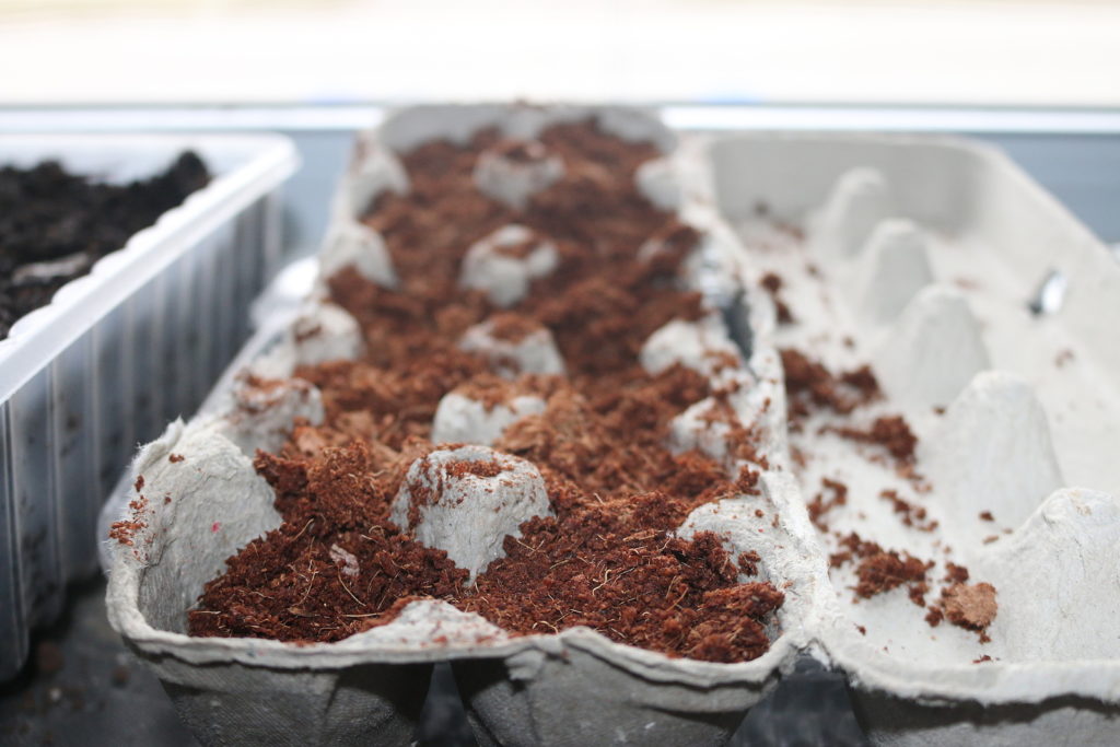 seed starting in egg carton