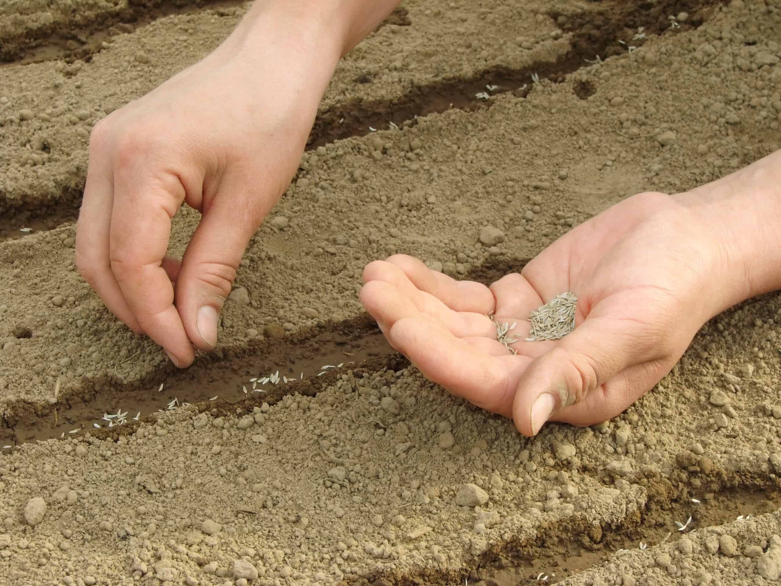 Sowing carrot seeds