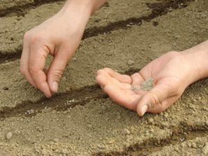 Planting carrot seeds