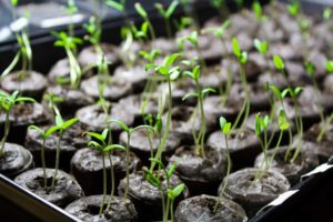 Grow tomato seed indoors