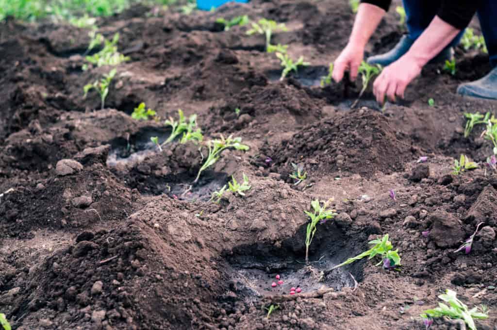 Tomato planting in rows