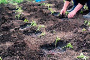 Tomato transplanted to grow in garden.