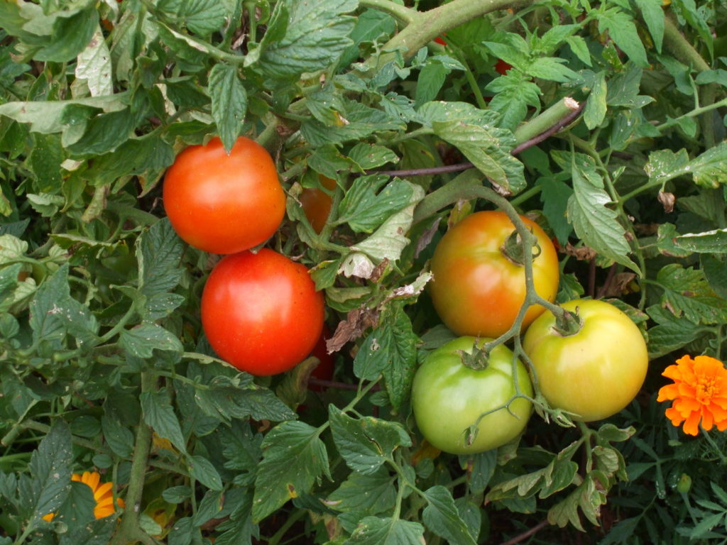 Early girl tomatoes