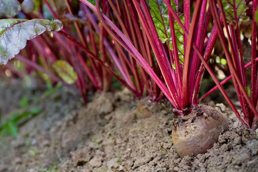 Growing beets in garden