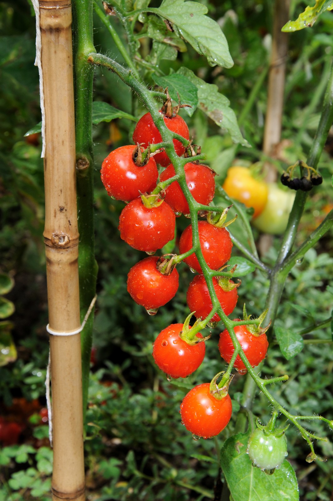 cherry tomatoes