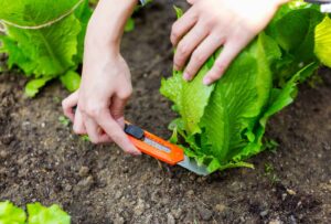 Lettuce harvested cut and come again