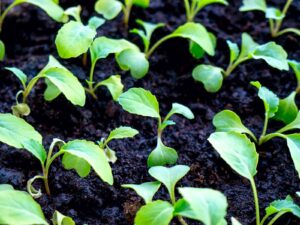 Mustard seedlings