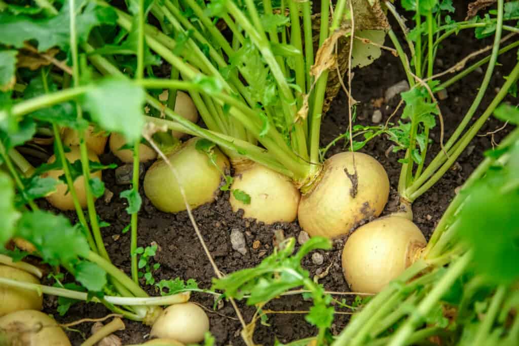 Turnip roots near harvest