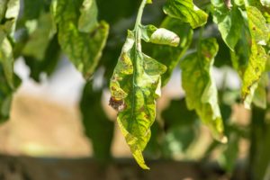 Tomato blight disease