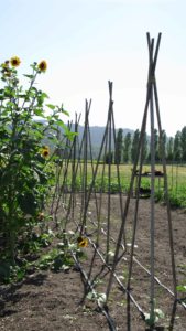 Grow beans on tripod poles