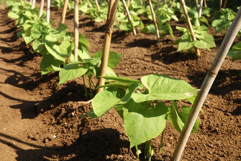 field green bean plants