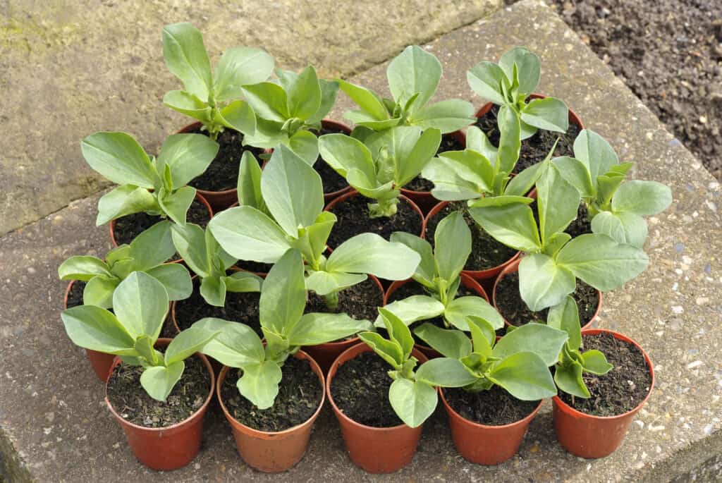 Broad bean seedlings for transplanting
