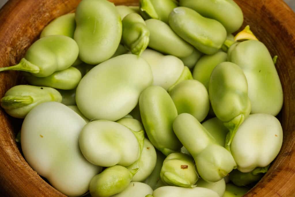 Broad beans after harvest
