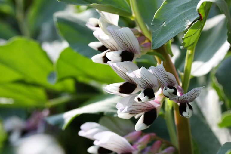 Broad beans flowers1