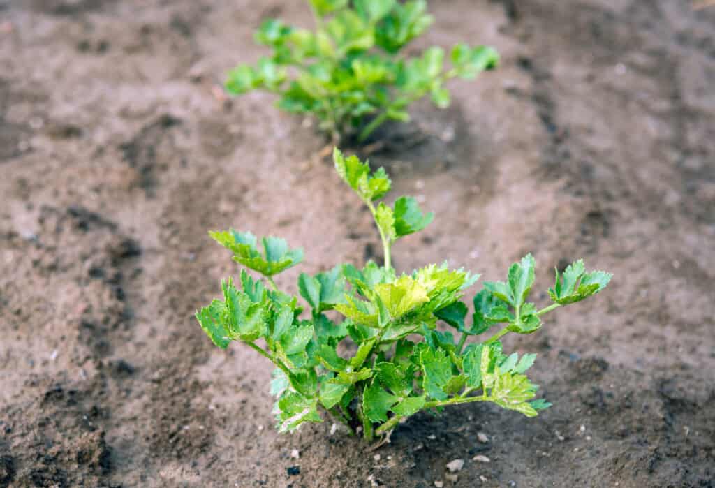 celeriac growing in row