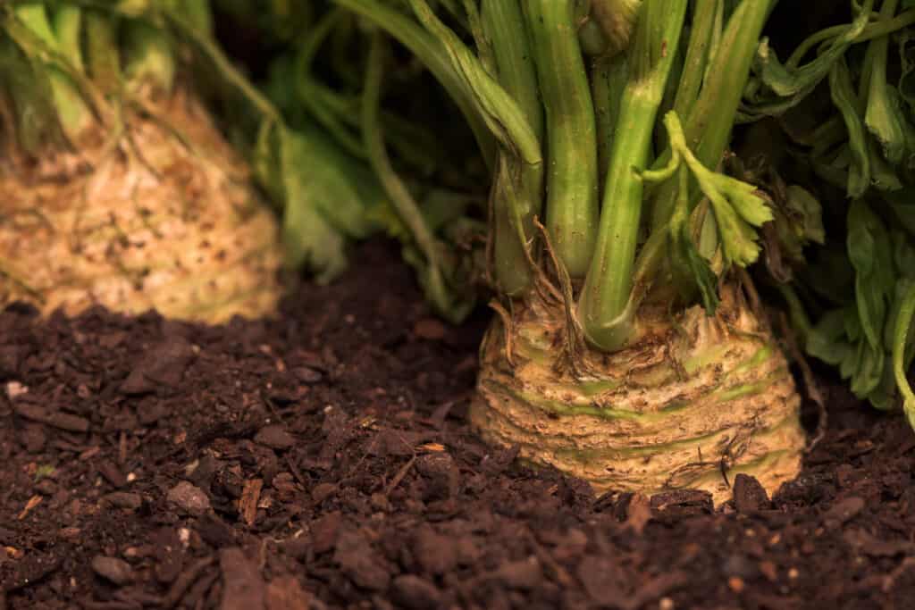 Celeriac in garden soil
