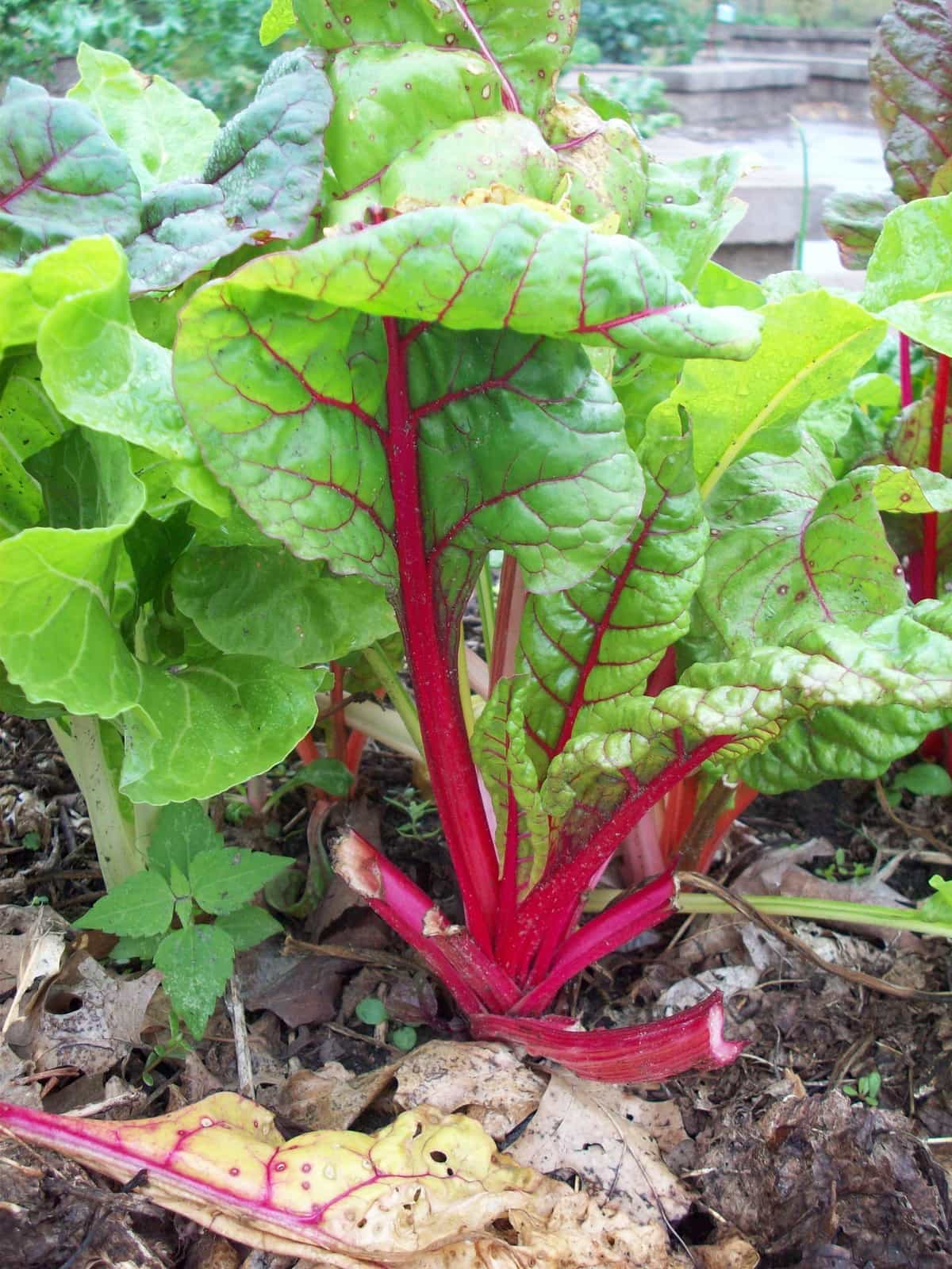 How to Harvest Chard  