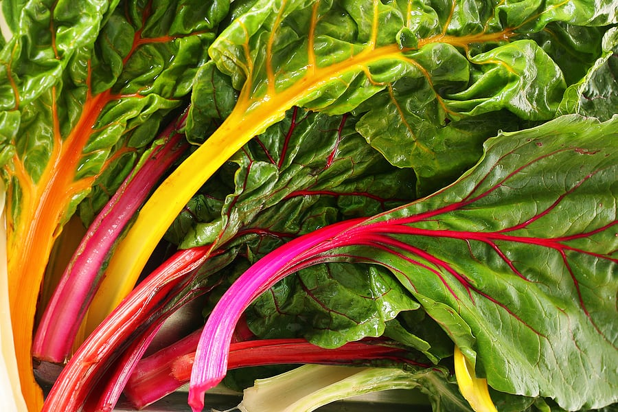 Rainbow chard in the garden