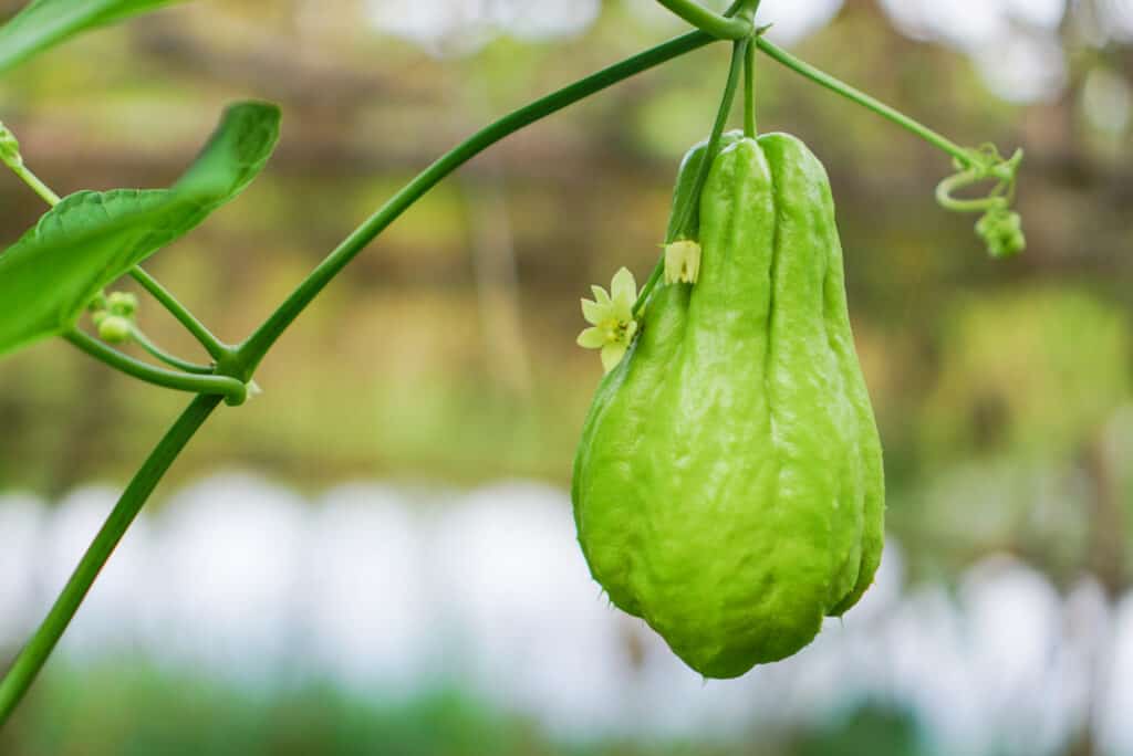 Chayote fruit