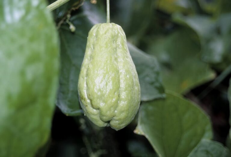 Chayote on tree1