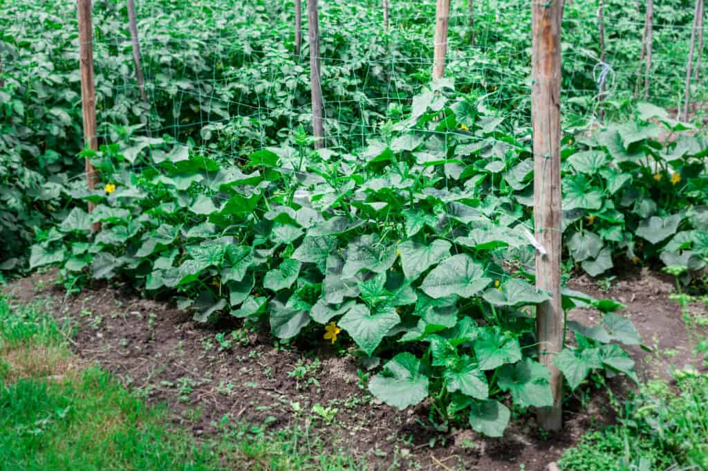 Image of Cucumbers purple hull peas companion planting