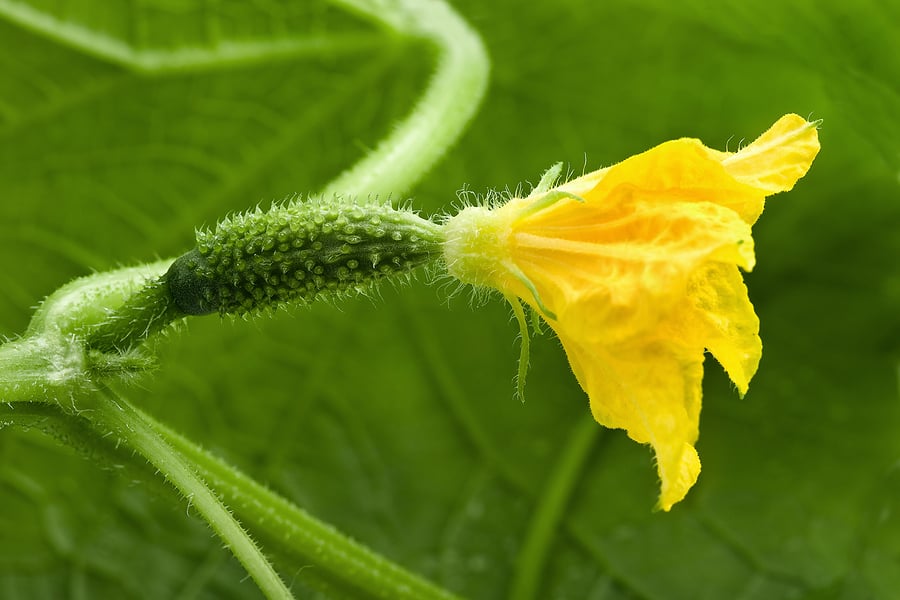 Young cucumber with flower