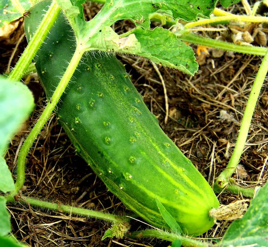 Cucumber ready for harvest