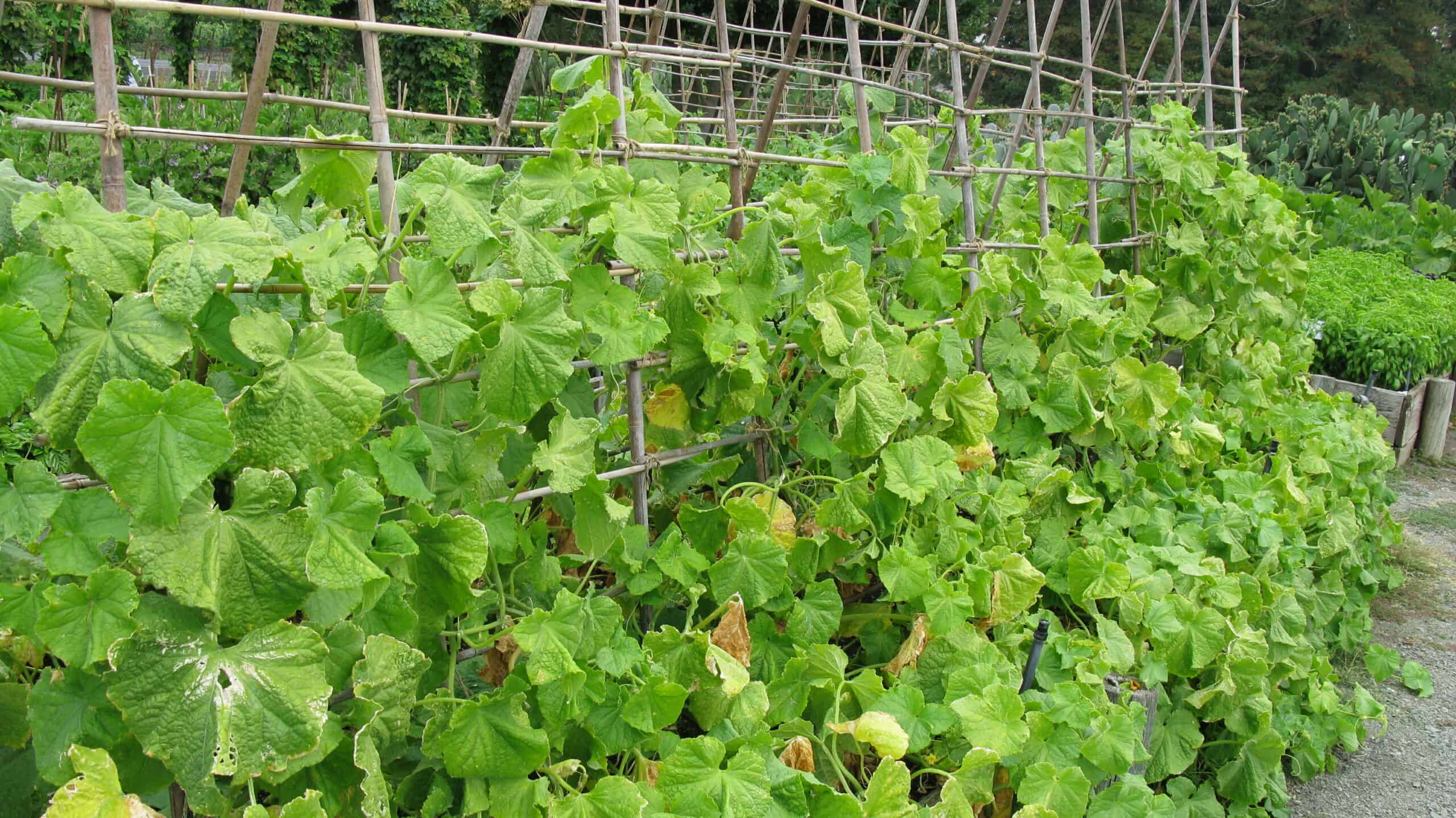 Cucumbers on A-frame trellis