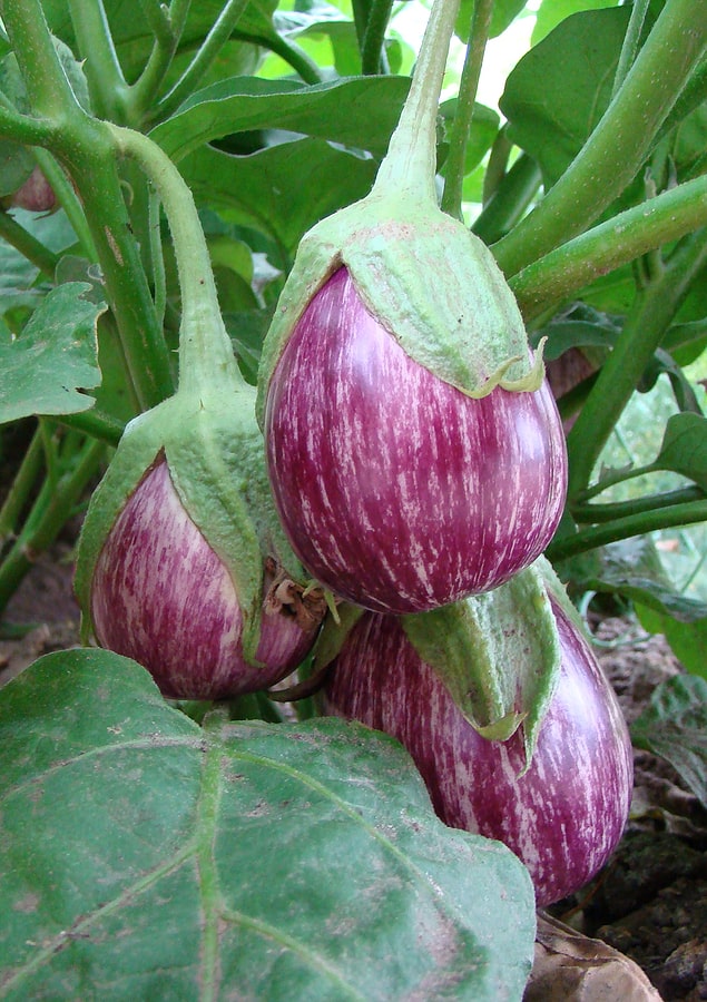 Peaches and Eggplants with pastel purple