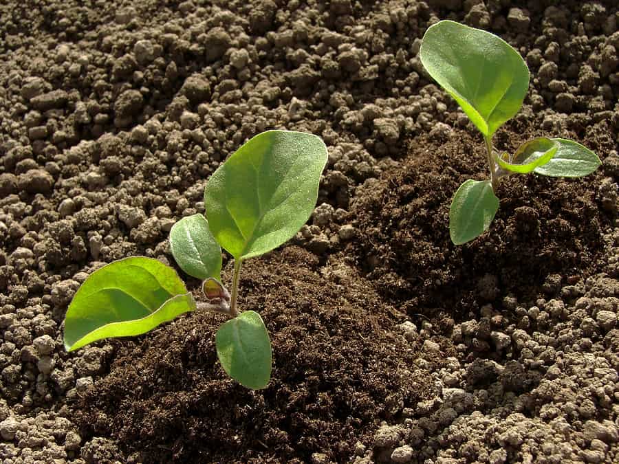 How To Grow Eggplant Planting Tips